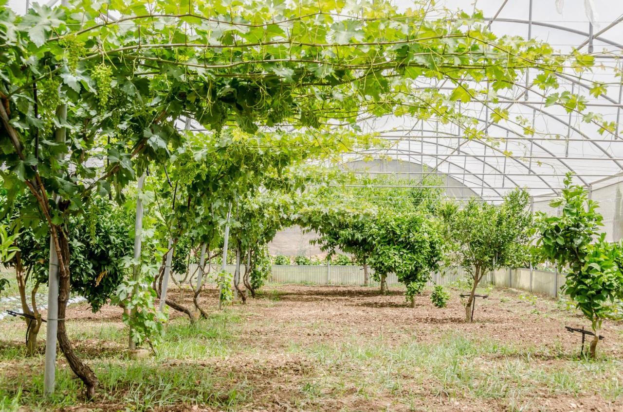 Vivere gli Iblei - Maison en plain air Ragusa Eksteriør bilde